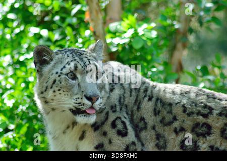 Der Schneeleopard, eine große Katze des Himalaya in Zentralasien. Bekannt für sein wunderschönes Fell und seine auffälligen Muster. Der Bergspitzen-Raubtier. Stockfoto