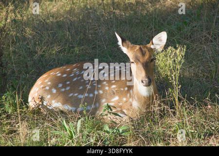 Damhirsche ruhen in trockenem Gras auf einer sonnigen Wiese Stockfoto