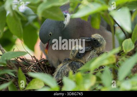 Gemeine Holztaube (Columba palumbus) ausgewachsen mit zwei Kuschelvögeln im Nest, Baden-Württemberg, Deutschland Stockfoto