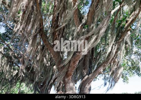 Spanisches Moos (Tillandsia usneoides), eine epiphytisch blühende Pflanze, die auf einer lebenden südlichen Eiche (Quercus virginiana) im tropischen Florida wächst. Stockfoto