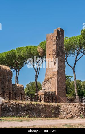 Italien - Rom - Domus Flavia - alte Römische Backsteinturruinen mit Steinmauern und Kiefern auf dem Palatin Kaiserpalast Stockfoto
