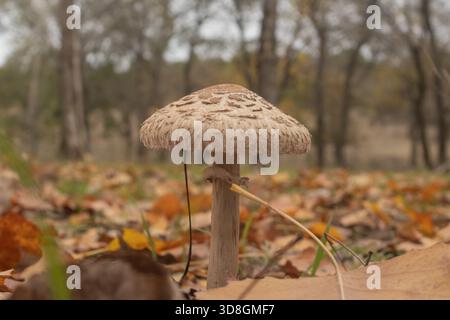 Sonnenschirmpilz (Macrolepiota procera) steht majestätisch in einer Waldlandschaft, umgeben von einem Teppich aus herabfallenden Herbstblättern. Herbstfoto Stockfoto
