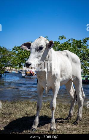Weiße Kuh mit schwarzen Flecken, die am Ufer des Flusses stehen und nach rechts schauen. Nutztierhaltung Nutztierhaltung. Stockfoto