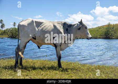 Weiße Kuh mit schwarzen Flecken, die am Ufer des Flusses stehen und nach rechts schauen. Nutztierhaltung Nutztierhaltung. Stockfoto