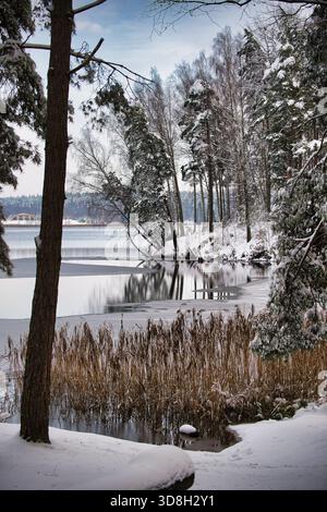 Schnee bedeckt das Seeufer, während hohe Kiefern und Birken das ruhige Wasser säumen. Auf dem eisigen See tummeln sich Reflexionen, während Schilf in der Kälte tapfer stehen, cre Stockfoto