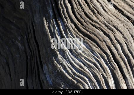 Ruhiger rustikaler Hintergrund aus alter verwitterter Holzmaserung. Abstrakte Nahaufnahme der grauen Oberflächenstruktur zeigt tiefe Rillen und natürliches Muster von einem alten Baum Stockfoto
