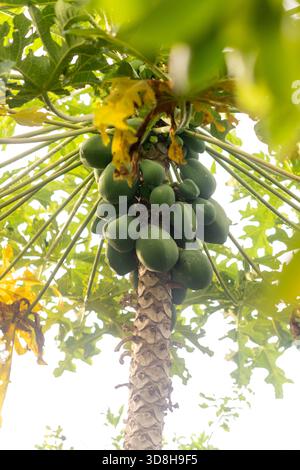 Nahaufnahme mehrerer grüner, unreifer Papayas, die an einem Carica-Papaya-Baumstamm hängen, umgeben von hellen, üppig grünen Blättern und Himmel. Stockfoto