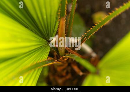 Eine detaillierte Nahaufnahme einer jungen, fächerförmigen Palmenpflanze, die ihre leuchtend grünen, gefalteten Blätter und ihren scharfen, spitzen Stiel zeigt. Stockfoto