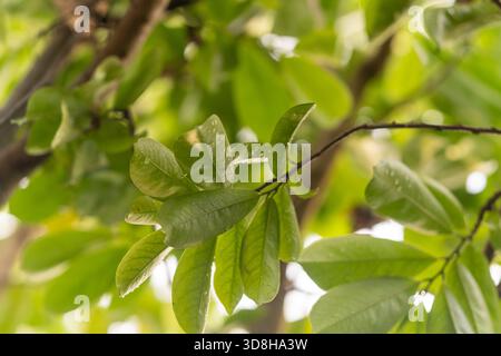 Nahaufnahme einer einzelnen jungen, unreifen Frucht des Sauerauerpens (Annona muricata) mit charakteristischen Stacheln auf einem Zweig mit nassen, grünen Blättern und weißem Hintergrund. Stockfoto