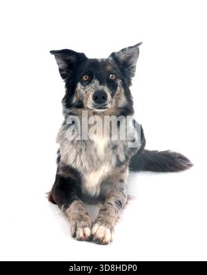 Australian Shepherd vor weißem Hintergrund Stockfoto