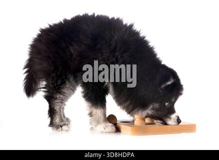 Sie spielen Pomsky vor weißem Hintergrund Stockfoto