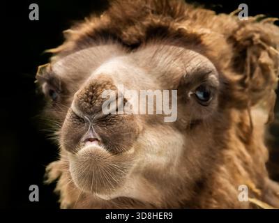 baktrische Kamele aus der Mongolei mit zotteligen Mänteln wurden kürzlich in unserem örtlichen Zoo geboren. Sie experimentierten mit ihrem Gesichtsausdruck. Stockfoto