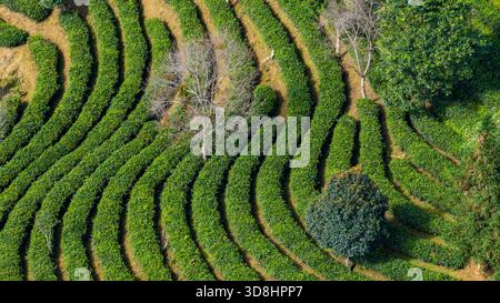 Nahaufnahme von gekrümmten Tee-Terrassen mit organischen Mustern in der Teeanbauregion Pu’er in der Provinz Yunnan, China. Stockfoto