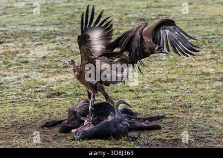 Charles Darwin beschrieb sie als „ekelhafte Vögel“. Ihre Kunstflugzeuge sind unnachahmlich. Ich vermute, es waren die Geier, die uns das Fliegen gelehrt haben. Gesaugt. Stockfoto