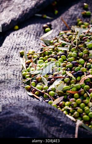 Oliven und Blätter auf einem Black Harvest Net Stockfoto