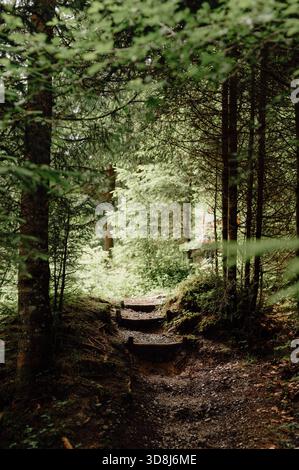 Waldweg mit Holztreppen in der Haldertobelschlucht, Allgäuer Alpen Stockfoto