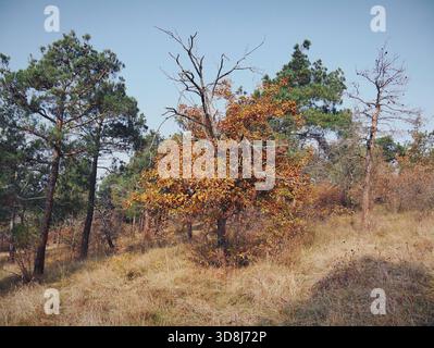 Blick auf den Herbstwald am Morgen Stockfoto