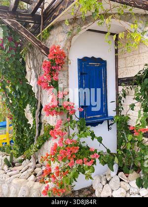 Bougainvillea-Blumen hängen elegant über einer weißen Wand mit blauem Fenster und unterstreichen die Schönheit dieser ruhigen Umgebung im Freien Stockfoto