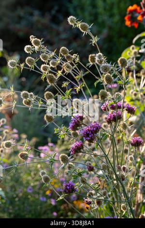 Eryngium planum, Sea stechly und Verbena bonariense in der Gartengrenze des Landhauses Stockfoto