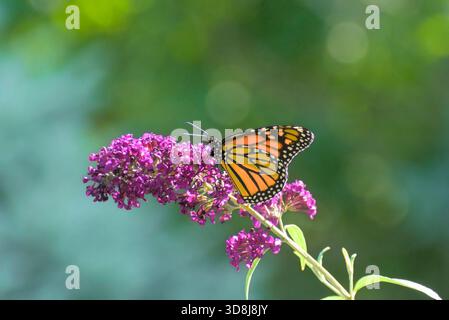 Monarch über Butterfly Bush im Sommerlicht Stockfoto