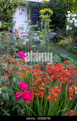 Cottage Garden im Sommer, mit Crocosmia 'Burning Embers' und Rosa 'Gabriel Oak im Vordergrund Stockfoto