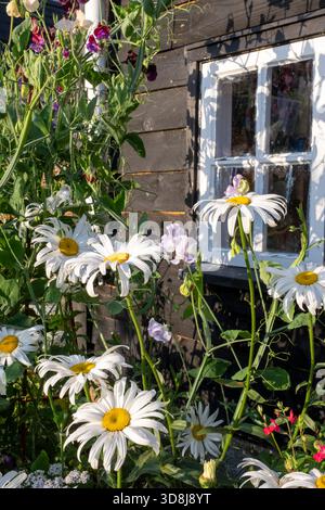 Cottage Garden im Sommer, mit Ox-Eye Daisies und einem schwarz bemalten Schuppen dahinter. Stockfoto