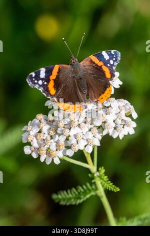 Vanessa atalanta, der rote Admiral-Schmetterling, auf der Blume der Schafgarbe, Achillea millefolium Stockfoto