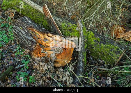 Herbstfarben der Blätter des Waldbodens mit einem alten gefallenen Baum, der mit Moos bedeckt ist. Stockfoto