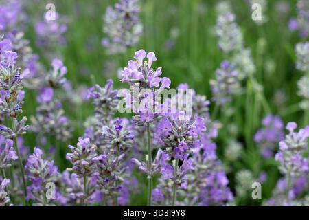 Englischer Lavendel. Lavandula angustifolia 'Twickel Purple' sehr duftend immergrün mit leuchtenden lila Blüten. Stockfoto