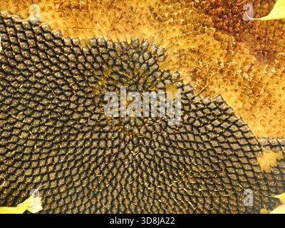 Reifer Sonnenblumenkopf mit spiralförmiger Fibonacci-Anordnung von Sonnenblumenkernen. Perfekt für Natur, Biologie, Mathematik. Nahaufnahme. Kopierraum. Stockfoto