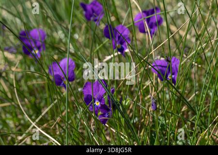 Gehörntes Stiefmütterchen (Viola cornuta) in den Ariege-Bergen der französischen Pyrenäen Stockfoto