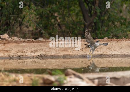 eurasischer sparrowhawk oder nördlicher sparrowhawk oder accipiter nisus im Flug mit voller Flügelspanne vom Wasserloch in der heißen Wintersaison Safari in Jhalana Stockfoto