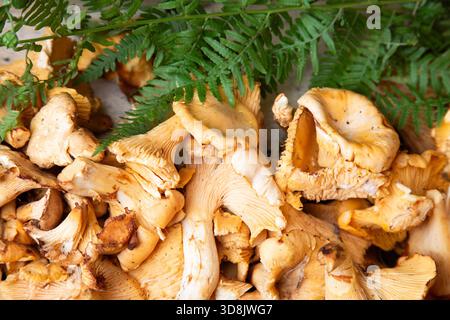 Frische goldene Pilze werden elegant präsentiert, Nahaufnahme mit herrlicher Pilztextur und Duftnoten Stockfoto