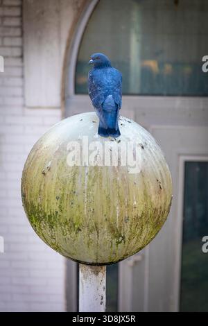 Taube auf einem Laternenpfahl, bedeckt mit Kot Stockfoto