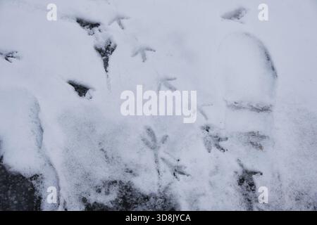 Vogelspuren im Schnee im Winter Stockfoto