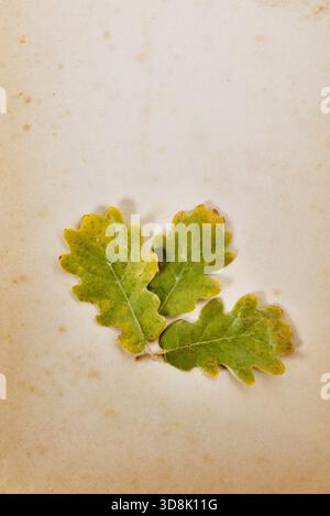 Herbstliche Blätter von Flaumeneiche auf farbigem Hintergrund, der in Europa und Südwestasien heimische Baum Stockfoto
