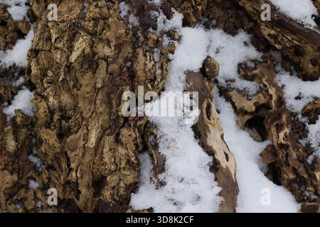 Raue Baumrinde und Schnee in natürlicher Makrostruktur Stockfoto