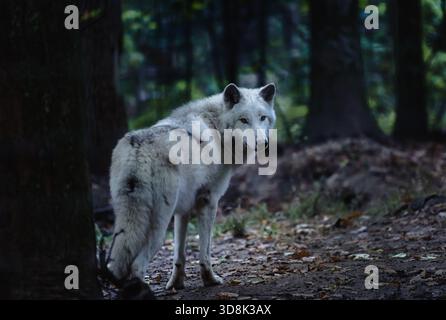 Ein einsamer Nordwestwolf (Canis Lupus Occidentalis) steht am Nachthimmel zwischen Bäumen. Die Szene fängt das Wesen der Wildnis und die Schönheit der Natur ein Stockfoto