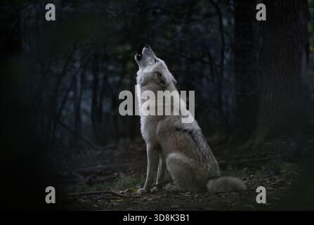 Ein einsamer Wolf im Nordwesten (Canis Lupus Occidentalis) sitzt zwischen Bäumen und heult am Nachthimmel. Die Szene fängt das Wesen der Wildnis und der Schönheit von nat ein Stockfoto