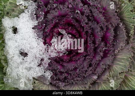 Nahaufnahme von Rotkohl, der auf dem Feld wächst. Im Winter gibt es frisches Eis auf dem Kohl. Stockfoto