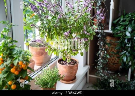 Blühender thailändischer Basilikumbusch mit lila kleinen Blüten, gelbe Tomatenkirsche, Thymianpflanze in Tontöpfen auf Fensterbank zu Hause. Anbau hausgemachte Aromen würzige Kräuter und Gemüse. Umweltfreundliches Hobby-Konzept Stockfoto