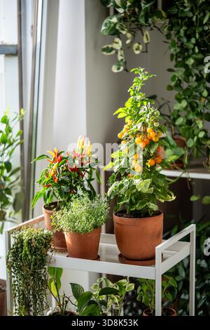 Hausgemacht aus kirschgelben Tomaten, rotem Pfeffer Chili, Thymian im Tontopf, der zu Hause wächst, Nahaufnahme. Städtischer Garten und Landwirtschaft. Zwergtomaten im Topf, Zimmerpflanzen auf dem Wagen im Haus. Stockfoto