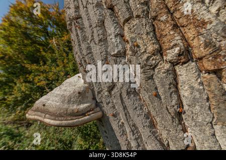 Pilze wachsen auf Rinde von alten Bäumen im grünen Wald. Die Sonne scheint durch die Blätter und schafft eine friedliche Atmosphäre. Invasion asiatischer Marienkäfer. Bas Rhin, Elsass, Frankreich, Europa. Stockfoto