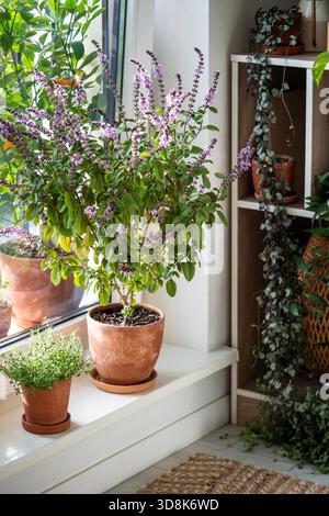Blühender thailändischer Basilikumbusch und Thymianpflanze in Tontöpfen auf Fensterbank zu Hause. Anbau hausgemachte Aromen würzige Kräuter, Gartenarbeit im Innenbereich. Umweltfreundliches Hobby-Konzept Stockfoto