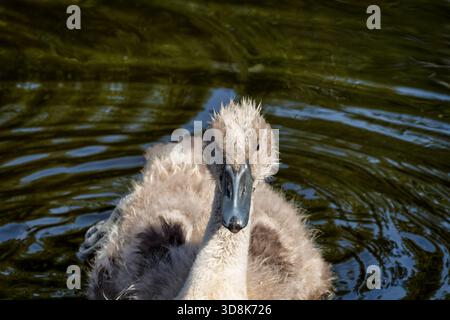 Juveniler stummer Schwan mit Übergangsgefieder im Süßwasserteich Stockfoto