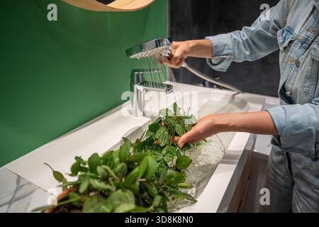 Die Frau wäscht Dischidia ovata-Zimmerpflanze sanft mit warmem Wasser aus der Dusche im Waschbecken, um Staub zu entfernen, der an den Blättern festklebt, und um Spinnenmilbenschädlinge zu verhindern. Pflanzenpflegekonzept Stockfoto