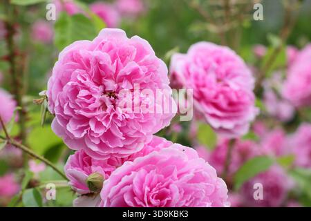 Rosa Harlow Carr, eine duftende, doppelte, rosa Sträucherrose, gezüchtet von David Austin, in einer Gartenkante. Auch bekannt als Aushouse. Stockfoto