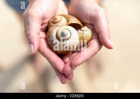 Muscheln in den Händen der Frau auf tropischem Strand Hintergrund. Tropische Insel Souvenir. Muschelnaht in weiblicher Hand. Schnorcheln oder Tauchen unter Wasser Stockfoto