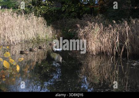Ententeich im Herbst Stockfoto