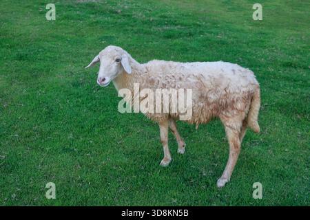 Ein dreckiges weißes Wollschaf, das auf grünem Gras steht. Stockfoto